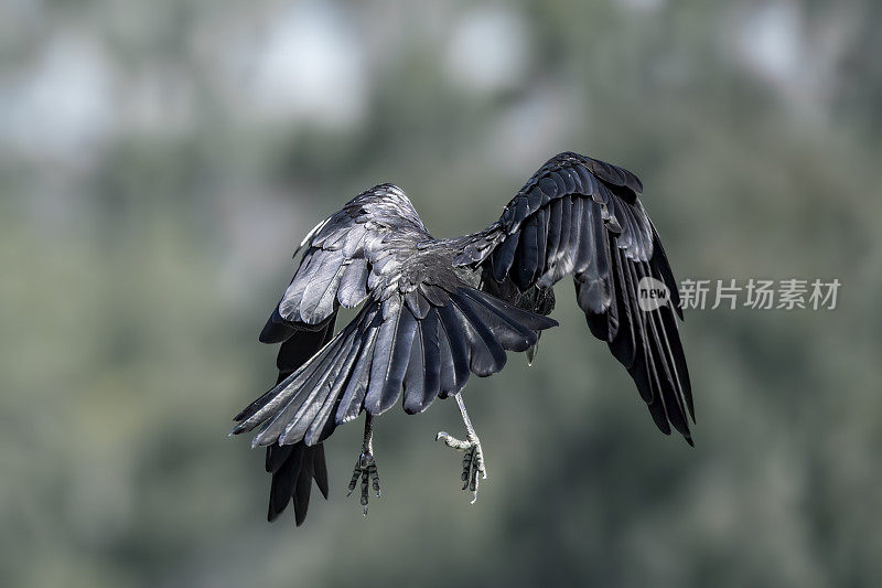 澳大利亚黑乌鸦(Corvus coronoides)